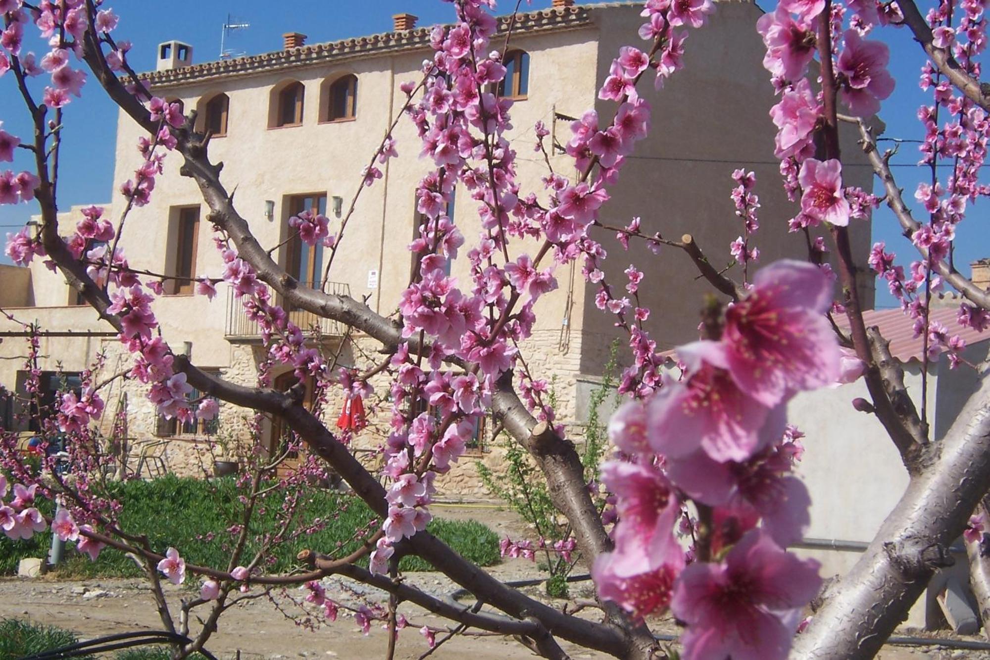 Mas Taniet Hotel Rural Benissanet Buitenkant foto